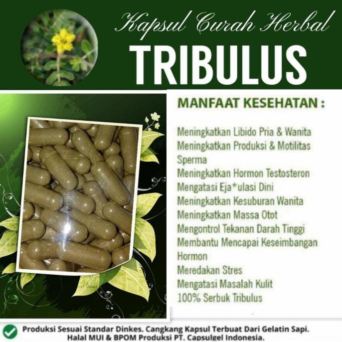Tribulus 100 Kapsul Curah Herbal Libido Pria & Wanita