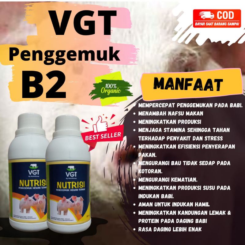 VGT PENGGEMUK BABI (BISA COD) Ternak Babi