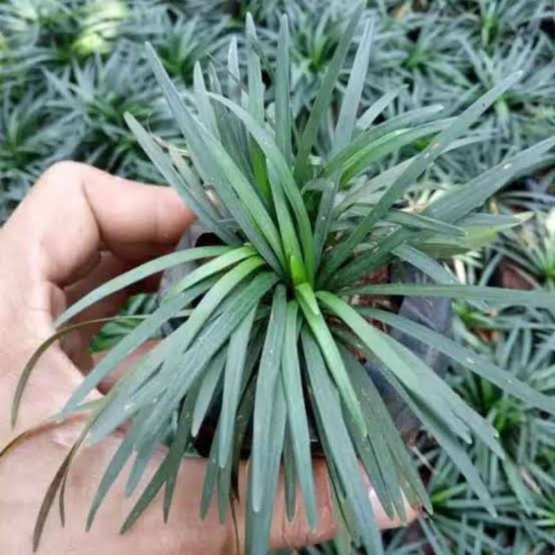 Rumput Kucai Mini / Ophiopogon japonicus