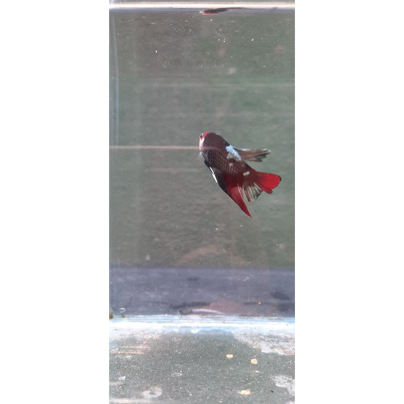 

Ikan cupang hias red Classic koi