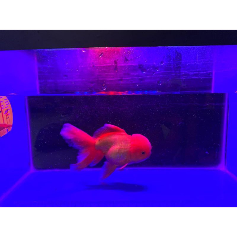 Mas Koki Oranda Jumbo