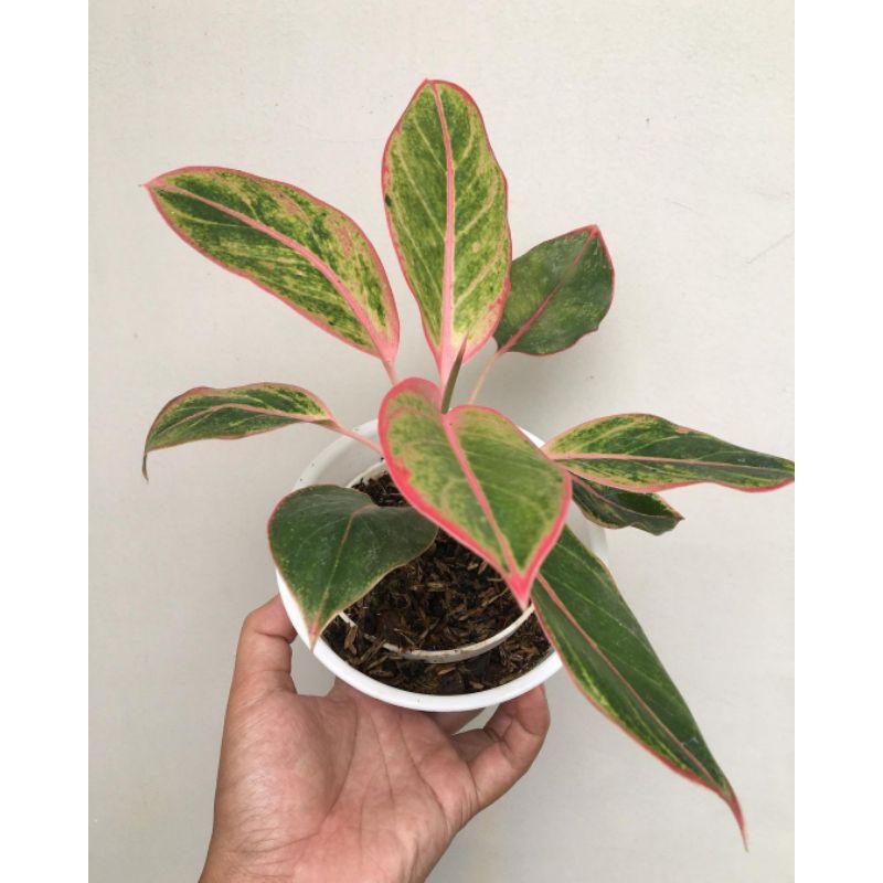 tanaman hias/aglonema/aglonema lipstik pink/aglonema Siam Aurora
