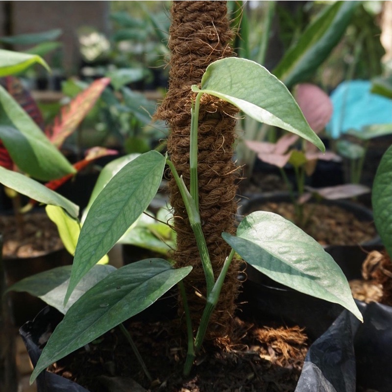 Epipremnum Cebu Blue F1