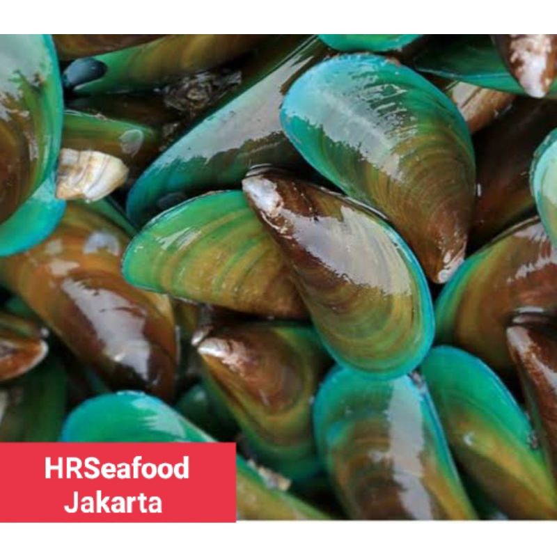 

Kerang Hijau Hidup 1kg