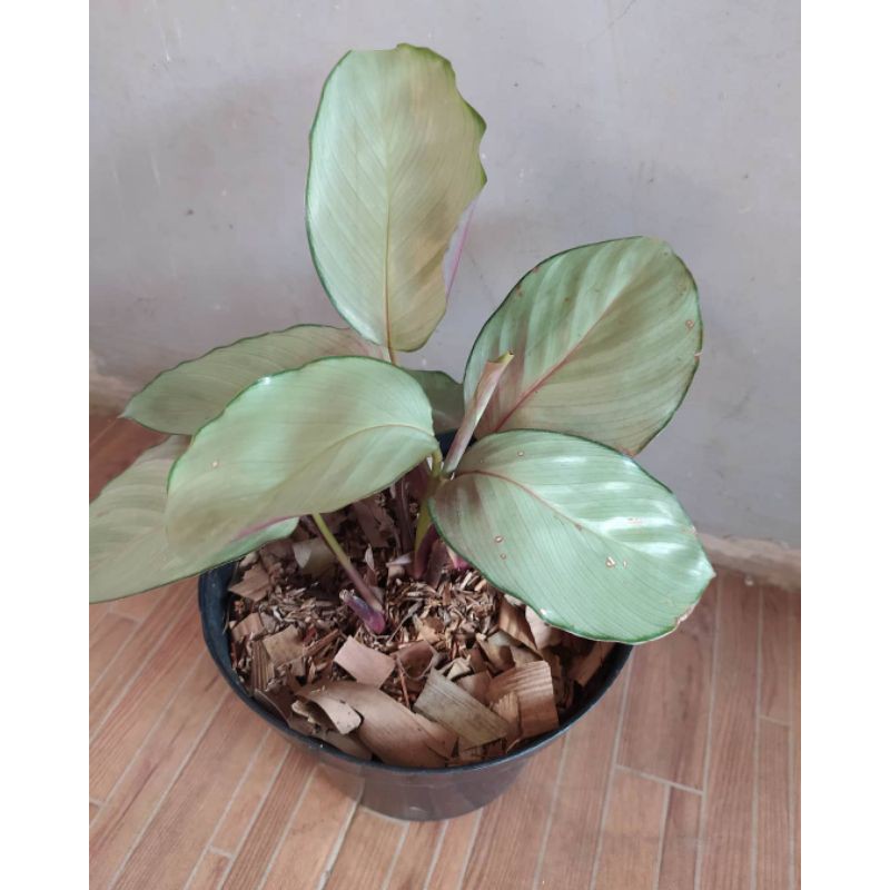 tanaman hias calathea silver - tanaman hias calatea - tanaman calatea