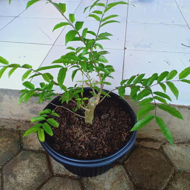 Anting putri prospek bonsai
