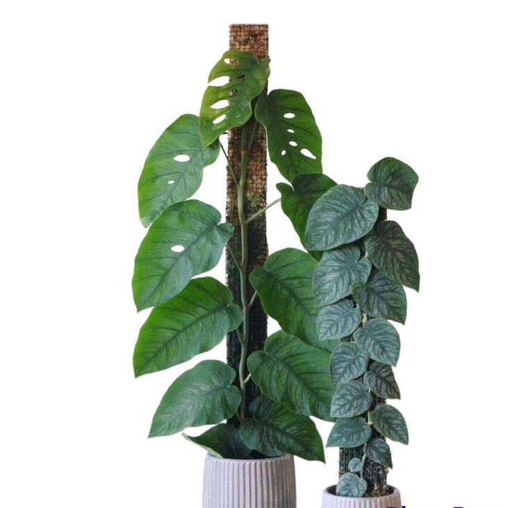 tanaman hias monstera dubia