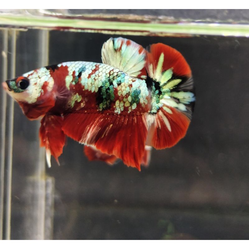 ( Bahanan ) Cupang red koi copper gold