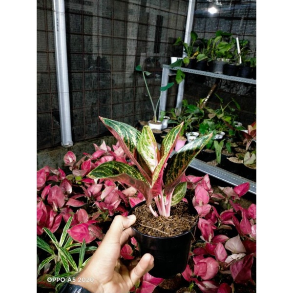 AGLONEMA WIDURI LILIN MERAH DEWASA