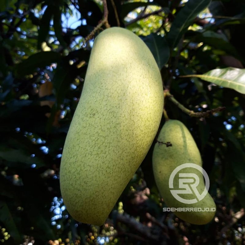 Bibit Mangga Golek Madu India