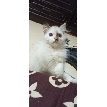 kucing kitten / anakan ragdoll mix himalaya red point