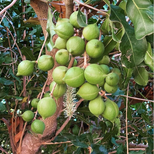 

kacang macadamia termahal di dunia