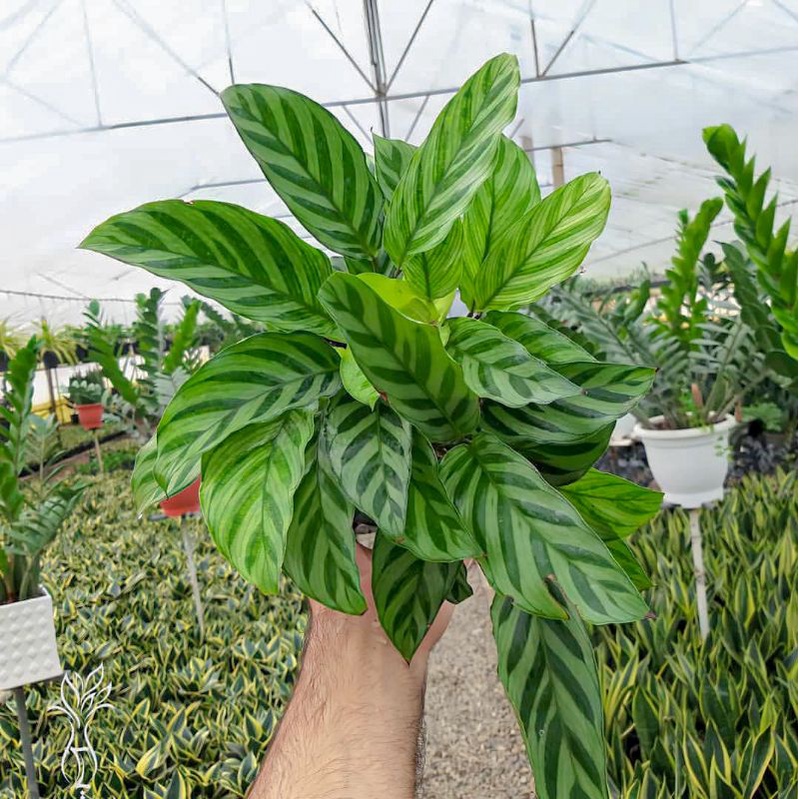 Calathea Fredie import