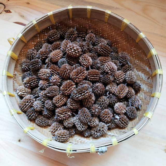 Durenan, biji cemara laut kering warna natural