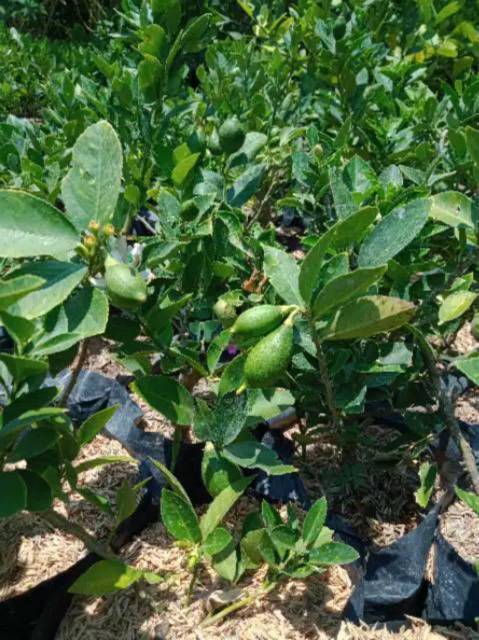 Bibit Buah Lemon Tea Long Siap Berbuah Subur