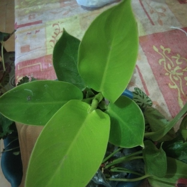 Begonia Kerang