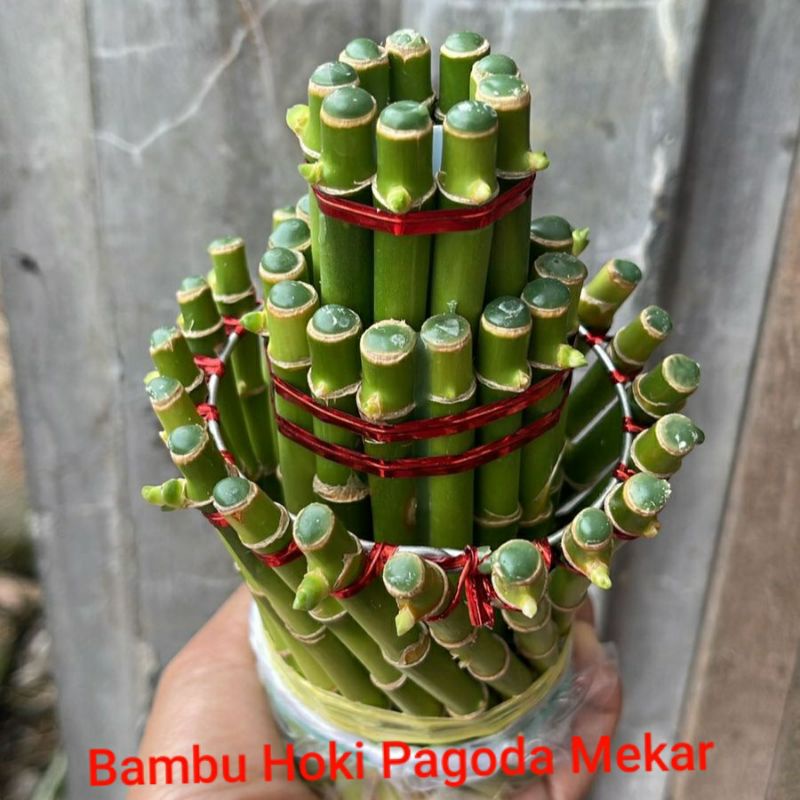 Bambu Hoki Murah