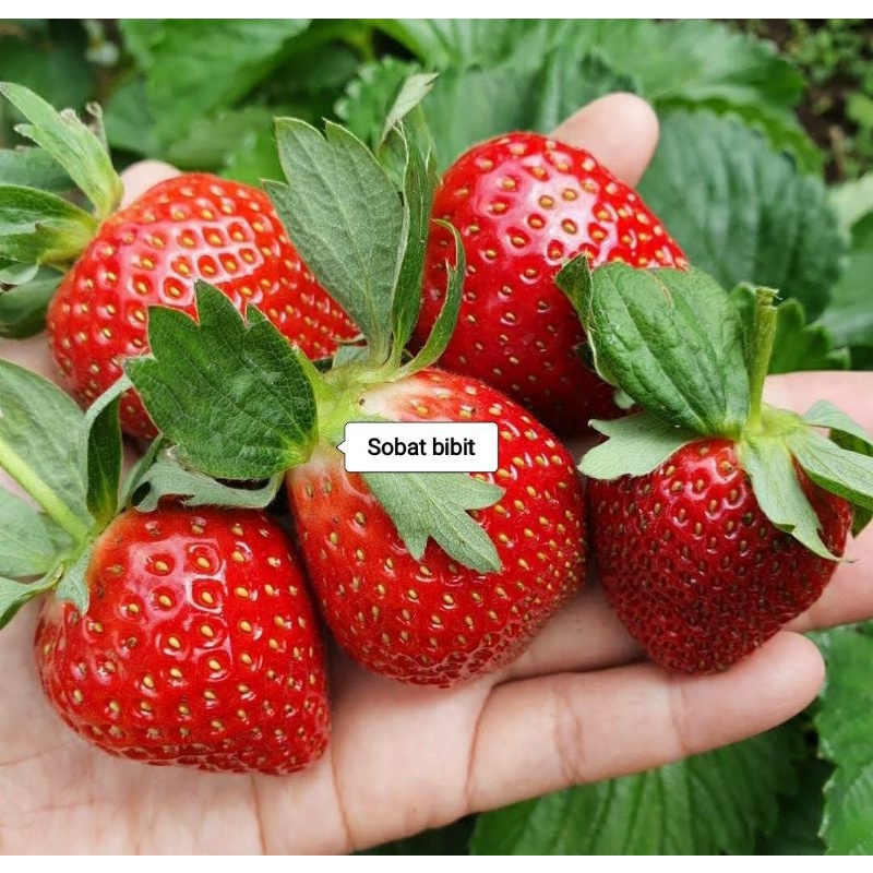Bibit strawberry california sudah berbunga & berbuah
