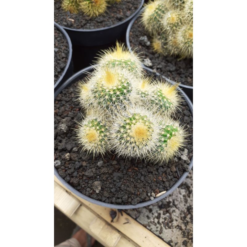 Kaktus Ownroot Lanning Cluster Jumbo Cantik
