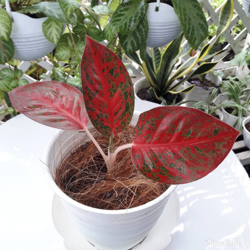jual anakan red stardust/bunga aglonema baby red stardust