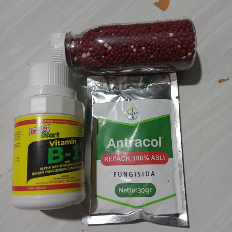 paket Antracol+B-1+pupuk aglonema spesial
