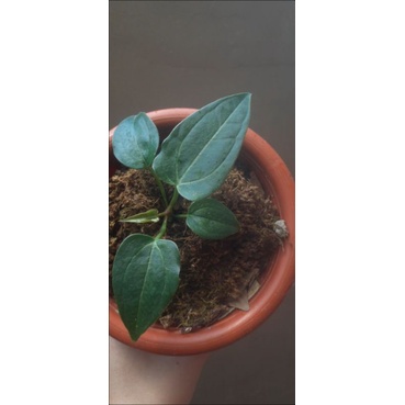 seedling papillilaminum x forgetii