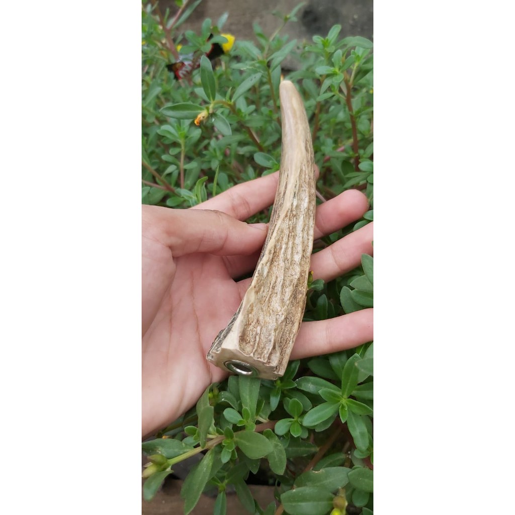 ONCE PIPA TANDUK RUSA TUA Once pipa tanduk RUSA Model Originalan 15cm