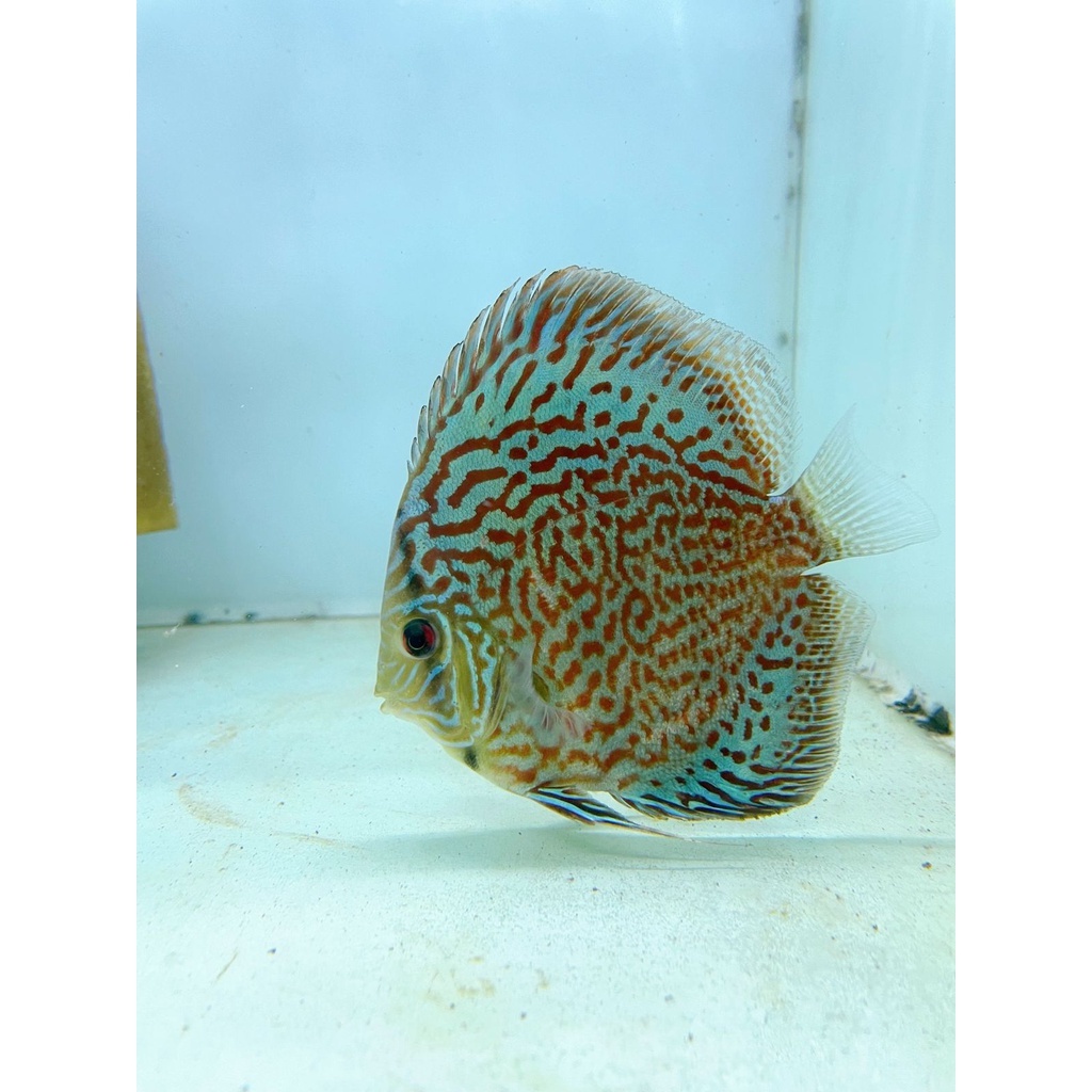 Ikan Discus Leopard