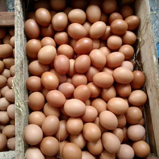 

telur ayam.