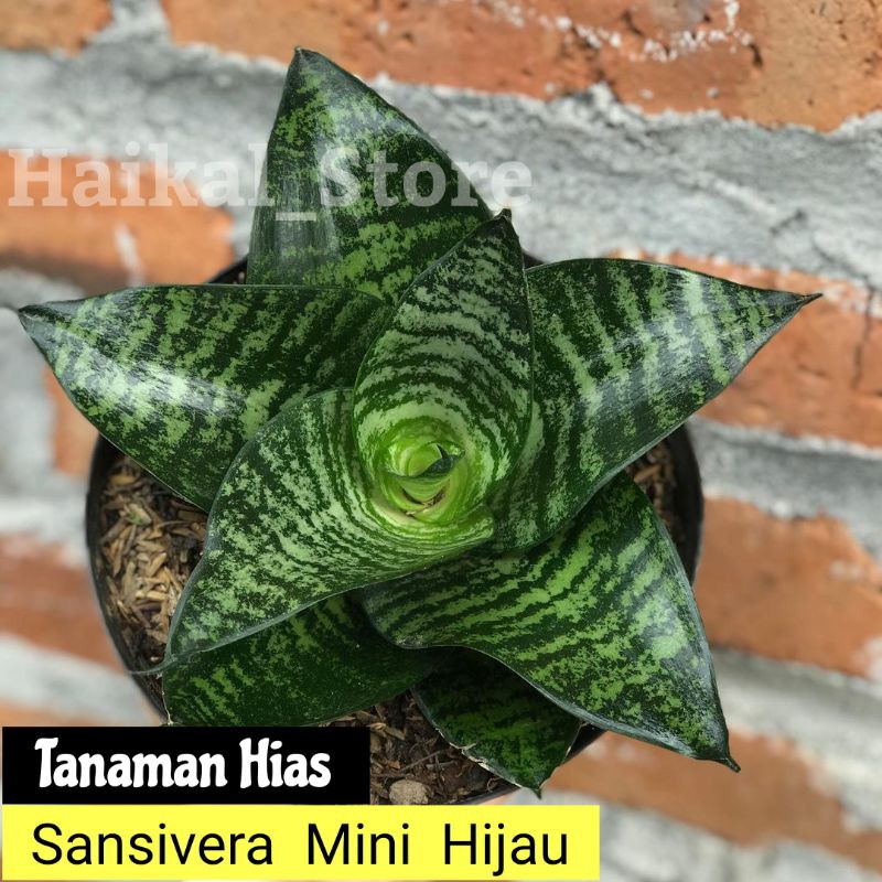 Tanaman Hias sansivera mini hijau - sansivera mini kodok - sansivera mini hijau