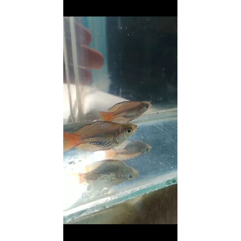

ikan rainbow makaloci
