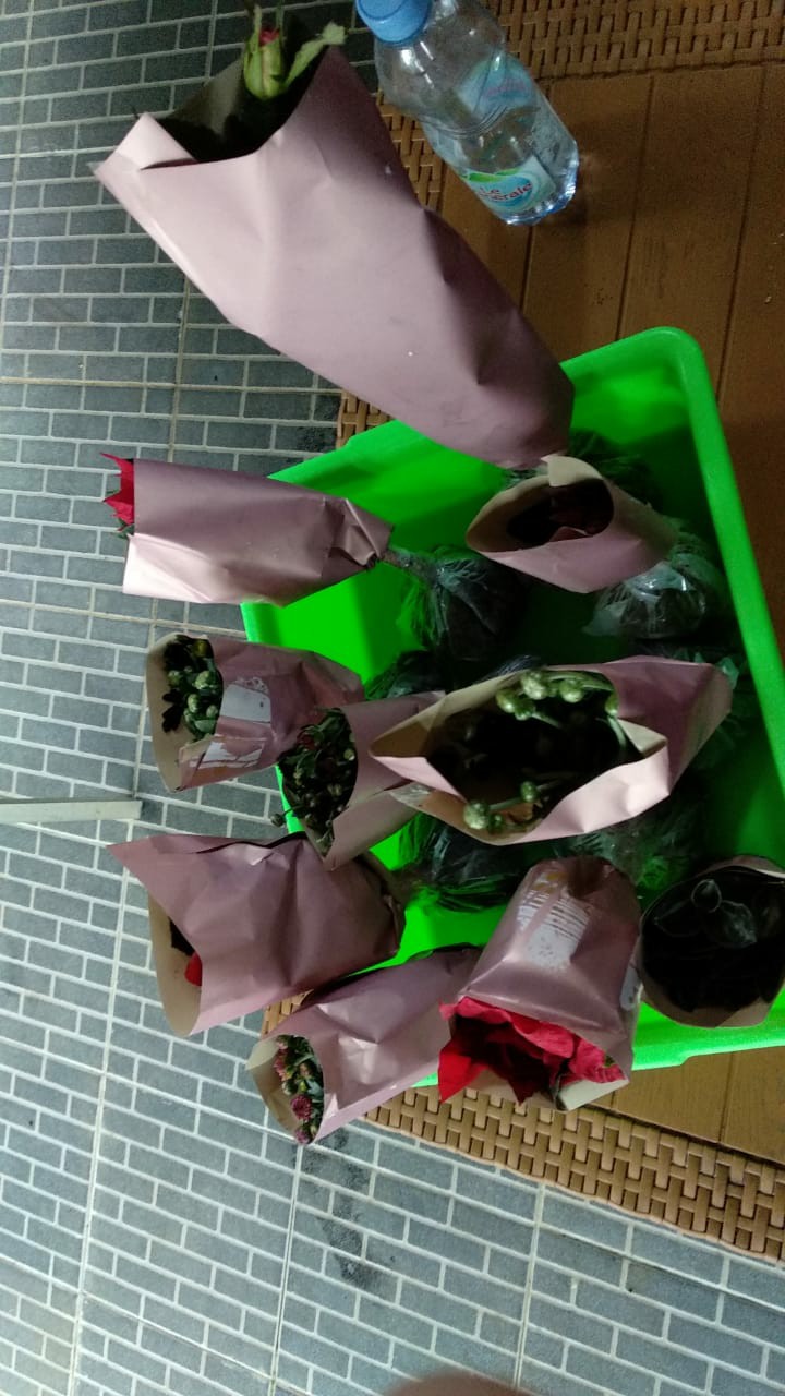 Tanaman Bunga Aster 4-6 Batang