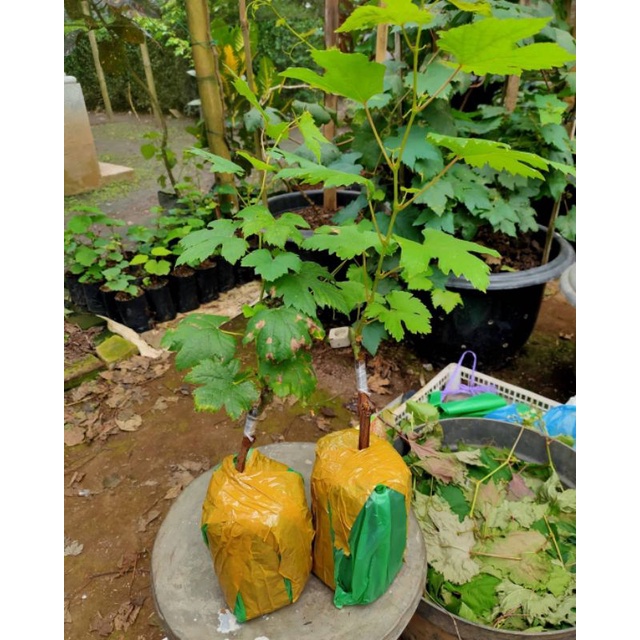 Bibit Anggur Import Jenis Jupiter Asli  Super