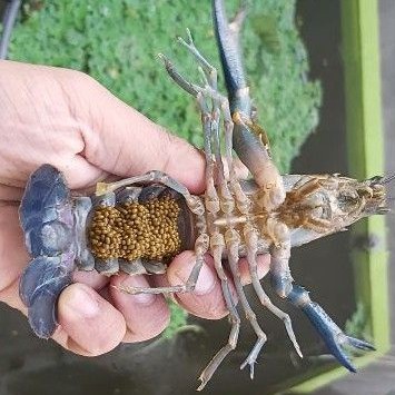 Indukan Bertelur Lobster Air Tawar
