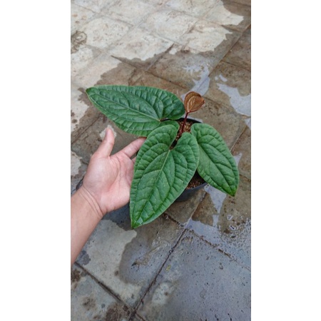 Tanaman hias anthurium radicans besar | anthurium sirih
