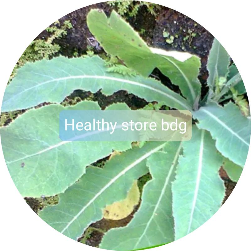 

Daun Tempuyung Segar Paket 1 kg