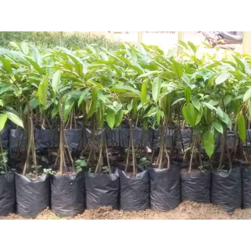 bibit durian musangking kaki 3