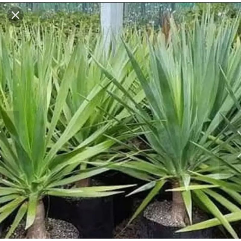 Bibit Pandan Bali, Pohon Pandan Bali, Tanaman Hias Pandan Bali