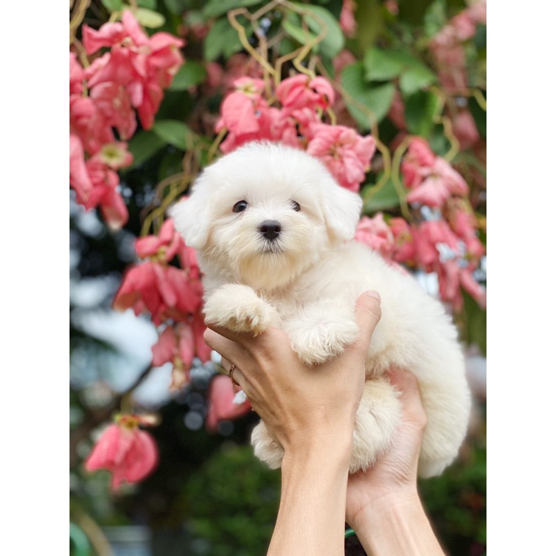 

Mini maltese