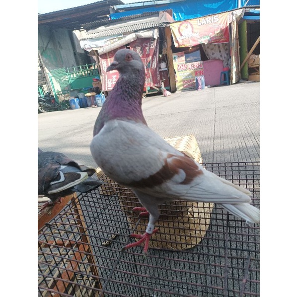 Merpati Balap sepasang hidup