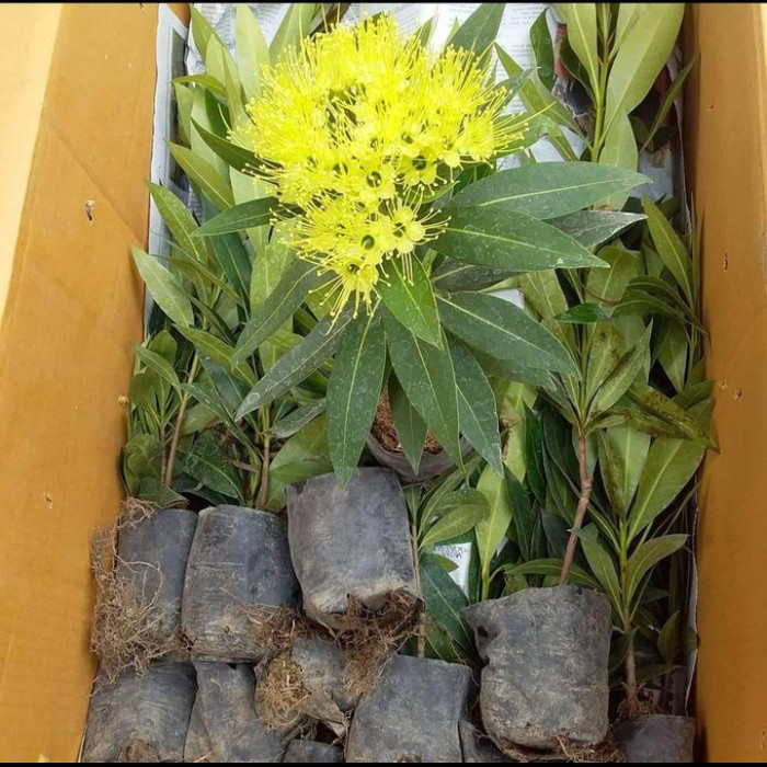 bibit bunga santos lemon kuning