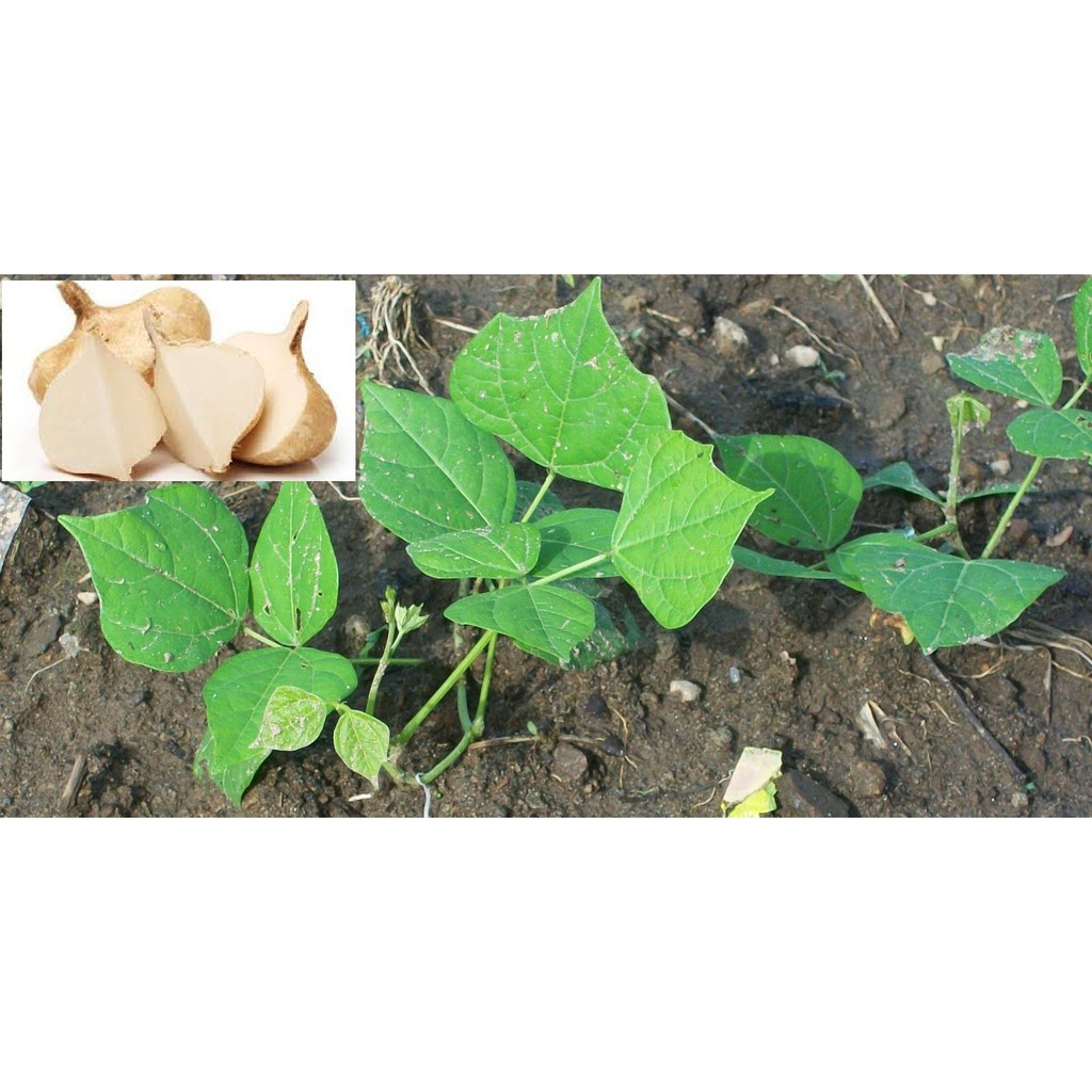 

Harga per pack_ biji benih buah besusu /10 biji