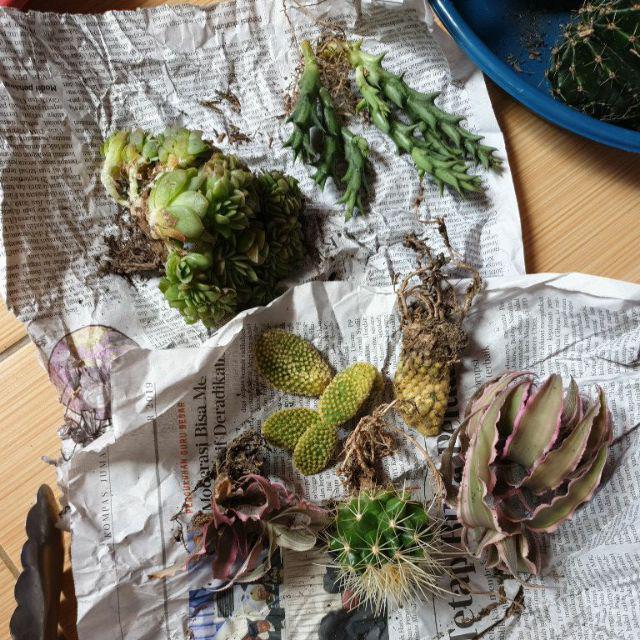 Paket Tanaman Hias Sukulen Sekulen Medium Random