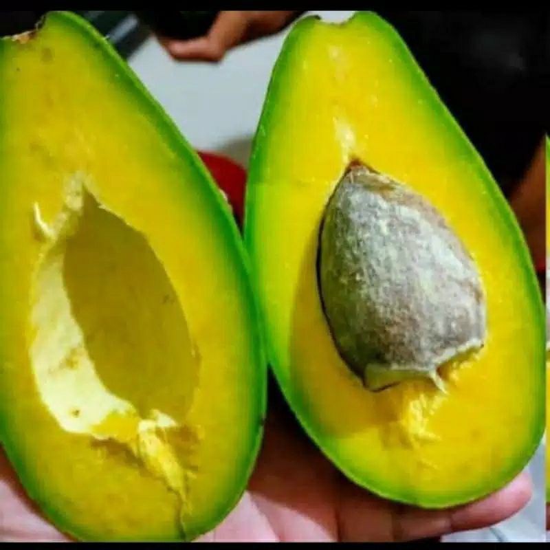 

satu kilo buah alpukat super