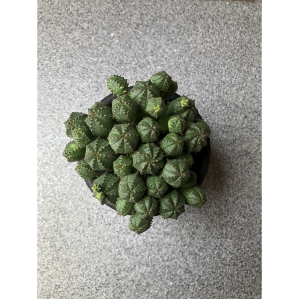 Euphorbia daisy montana | Obesa x Glubosa | Kaktus Sekulen