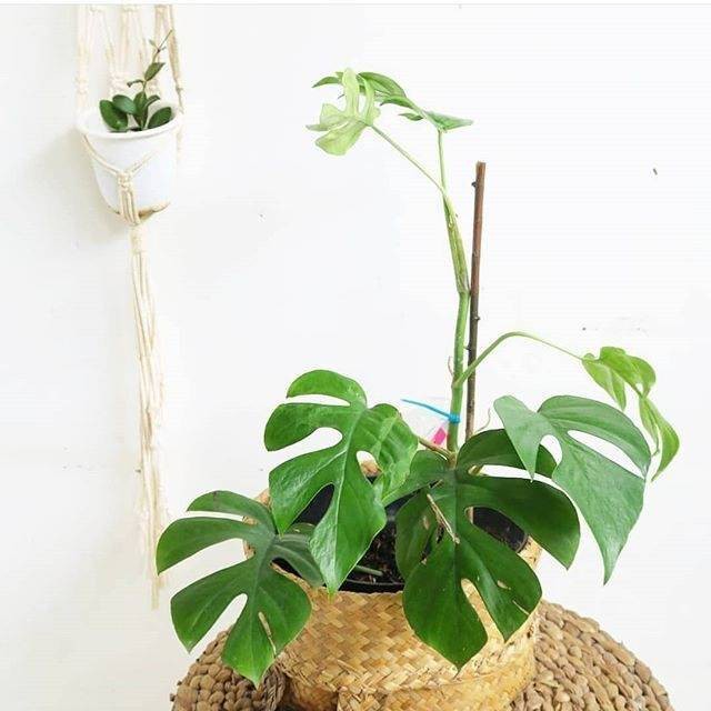 Tanaman hias monstera mini - monstera tetrasperma mini