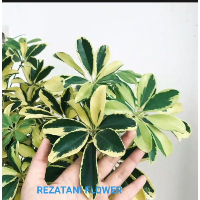 tanaman hias Walisongo variegata/tanaman hias Walisongo/Walisongo