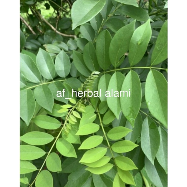 

daun pohon gamal 1kg