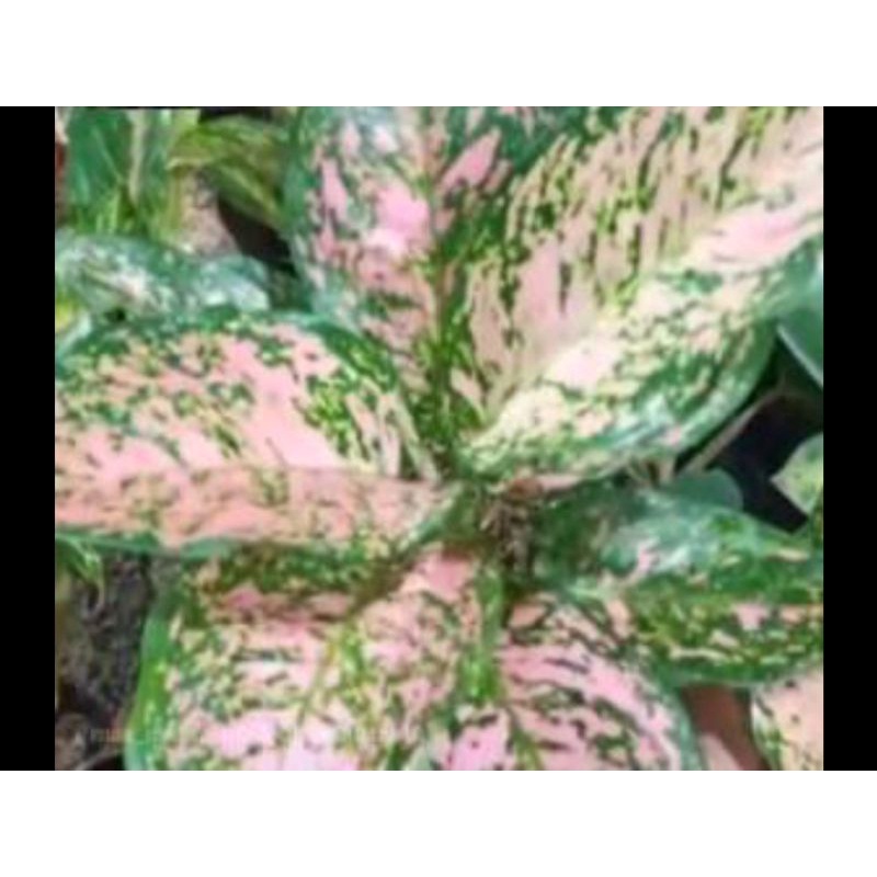 aglonema Ruby dinamit