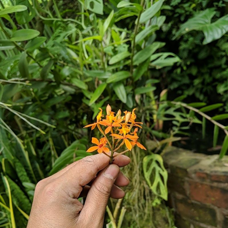 DIARY PETANI - Anggrek Epidendrum Anggrek Salib Warna Orange Ungu Merah